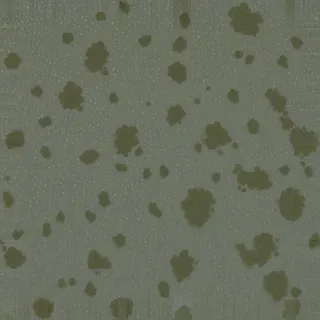 lichen-speckled packed earth