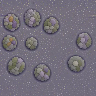 lichen-speckled wet mud