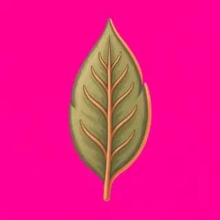 leaf, plain design