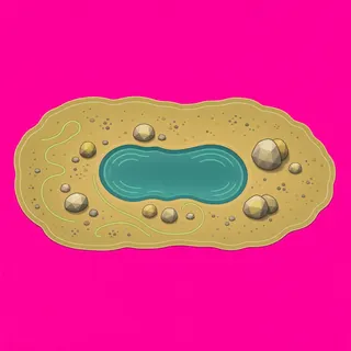 shallow puddle, elongated arrangement
