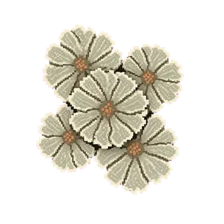 lichen patch, clustered arrangement