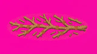 scattered twigs, elongated arrangement