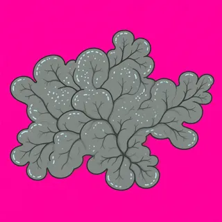 lichen patch, sparse arrangement