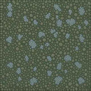 lichen-speckled river pebbles