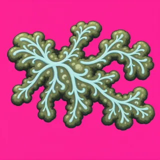 lichen patch, elongated arrangement